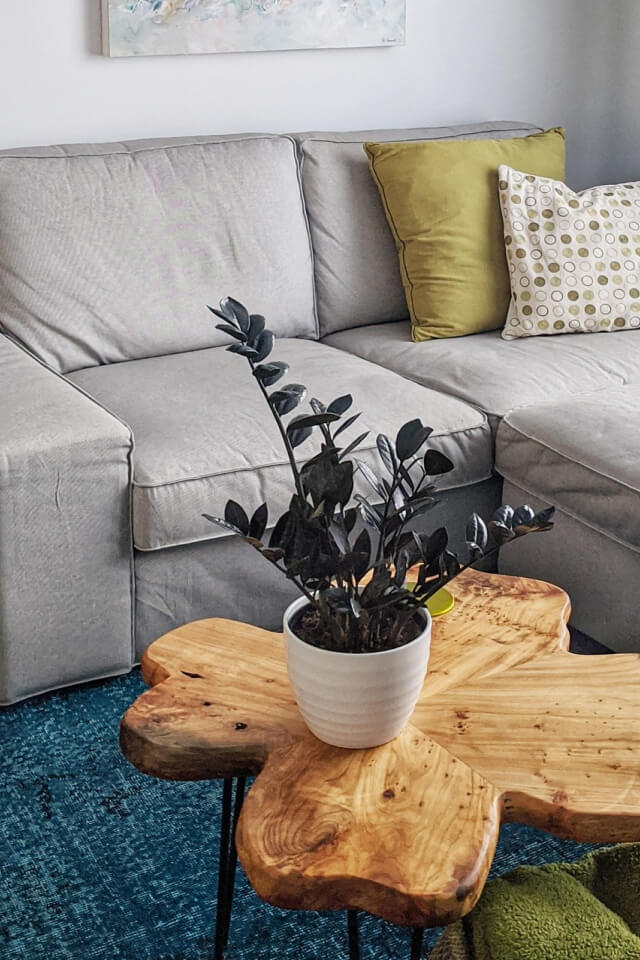 Calathea Rufibarba - Imagem 2