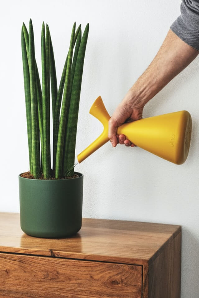 Euphorbia Ingens - Imagem 2